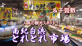 【熊野古道⑨　白浜②】とれとれ市場＆千畳敷！　#南紀白浜　#とれとれ市場　#千畳敷　#和歌山夕日百選　#海舟　#浜千鳥の湯　#マグロ解体ショー　#解体ショー　#南高梅　#アドベンチャーワールド　#白浜