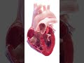 3d anatomy of the heart ventricles meded anatomy 3dmodel