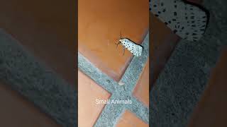 Black and white butterfly | Bướm trắng và đen #shorts #smallanimals