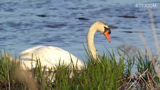 ウトナイ湖の白鳥(苫小牧) 北海道 Swan of Lake Utonai Tomakomai Hokkaido