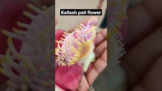 kailashpati flower🥀🌺