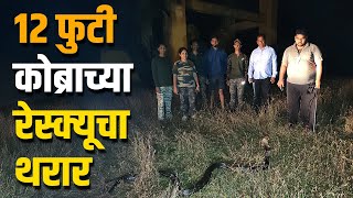 दोडामार्गात तब्बल 12 फुटी कोब्रा | Cobra | dodamarg