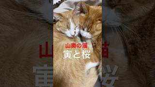 山奥の猫が「お爺ちゃんを見守って！」 #shorts