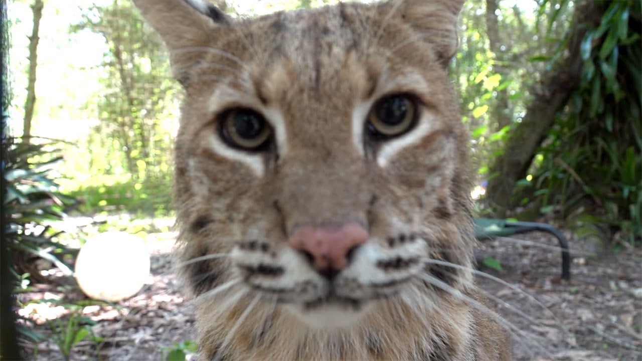 Hungry Bobcat Sounds! - YouTube