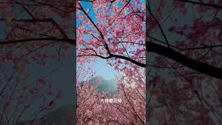 🌸北部賞櫻景點《大熊櫻花林》香水櫻滿開～跟武陵農場一樣美～推薦～ 2023年2月11日拍攝