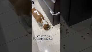 食べるの下手くそなビーグル犬#ビーグル犬 #ビーグル #いぬ #犬 #beagle #shorts #へたくそ #だけどかわいい