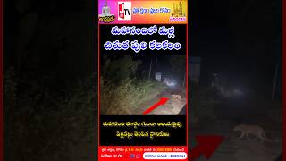 మహానందిలో మళ్లీ చిరుత పులి కలకలం || Tiger ||Mahanandi ||JayTvNews