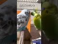 【ゼロ距離】セキセイインコ一家 vlog セキセイインコ