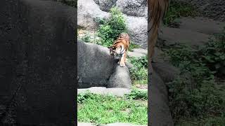 サーシャちゃん　マーキング❣️ アムールトラ🐯　浜松市動物園　2024年6月7日