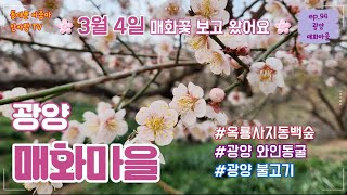 매화꽃이 얼마나 피었는지 궁금하시죠~?| 매화꽃도 보시고 광양에서 가볼 만한 곳 추천드려요~♡|매화마을|홍매화|옥룡사지동백숲|광양와인동굴|광양불고기|소망의샘|동백꽃|코스안내|여행