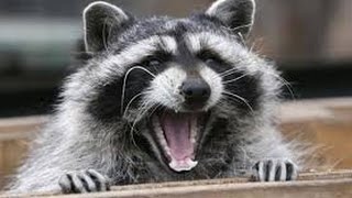 Raccoons in Combine (Graphic)