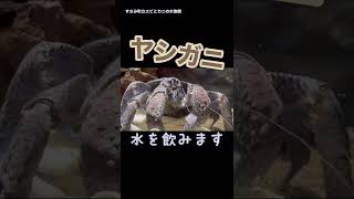 ヤシガニの素晴らしく愛らしい姿をご覧あれ！ Hermit crab is fantastic ! #shorts