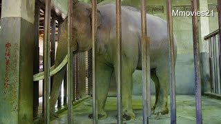 インドゾウ「マック」のトレーニング(神戸市立王子動物園)~Training of elephant