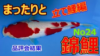 まったりと錦鯉No24【第１回九州地区若鯉品評会】