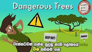 ලෝකයේ දැනට ඇති විෂ සහිතම ගස | The most poisonous tree in the world #manchineel #toxictree