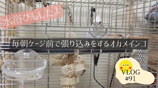 水浴びとケージ前で張り込みをするオカメインコ #91