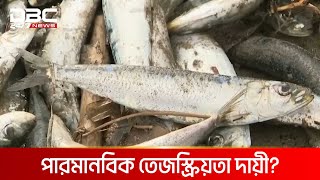 জাপান উপকূল মরা মাছের ভাগাড় | DBC NEWS Special