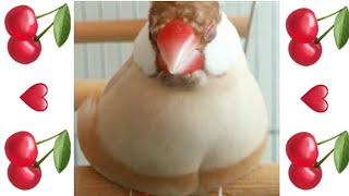 いとしい🍒ぽってりお餅 シナモン文鳥🍒もんちゃん【Lovely Fluffy Javasparrow】찹쌀떡 같은 문조