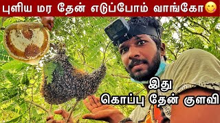 யாழ்ப்பாண புளிய மர தேன் Jaffna Honey Hunting | Jaffna suthan