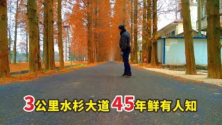 安徽3000米双向水杉大道，为啥45年没火？可惜了！