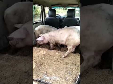 Delivering Pigs To Customer Pigs Investorbiggifarms Piggery Pig Delivering Pigs To Customer Pigs Investorbiggifarms Piggery Pig