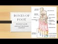 Bones of Foot Anatomy