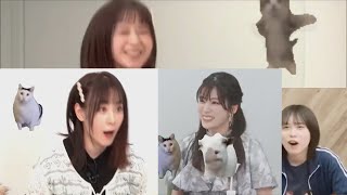 Maeda Kaori (and others) did the Cat's Meme Impression