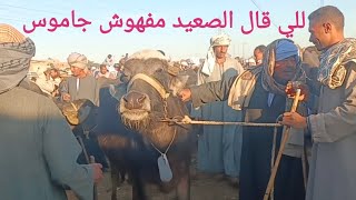 أسعار الجاموس الوالد والعشر والحلاب بسوق السبت اليوم ١/ ٢/ ٢٠٢٥م