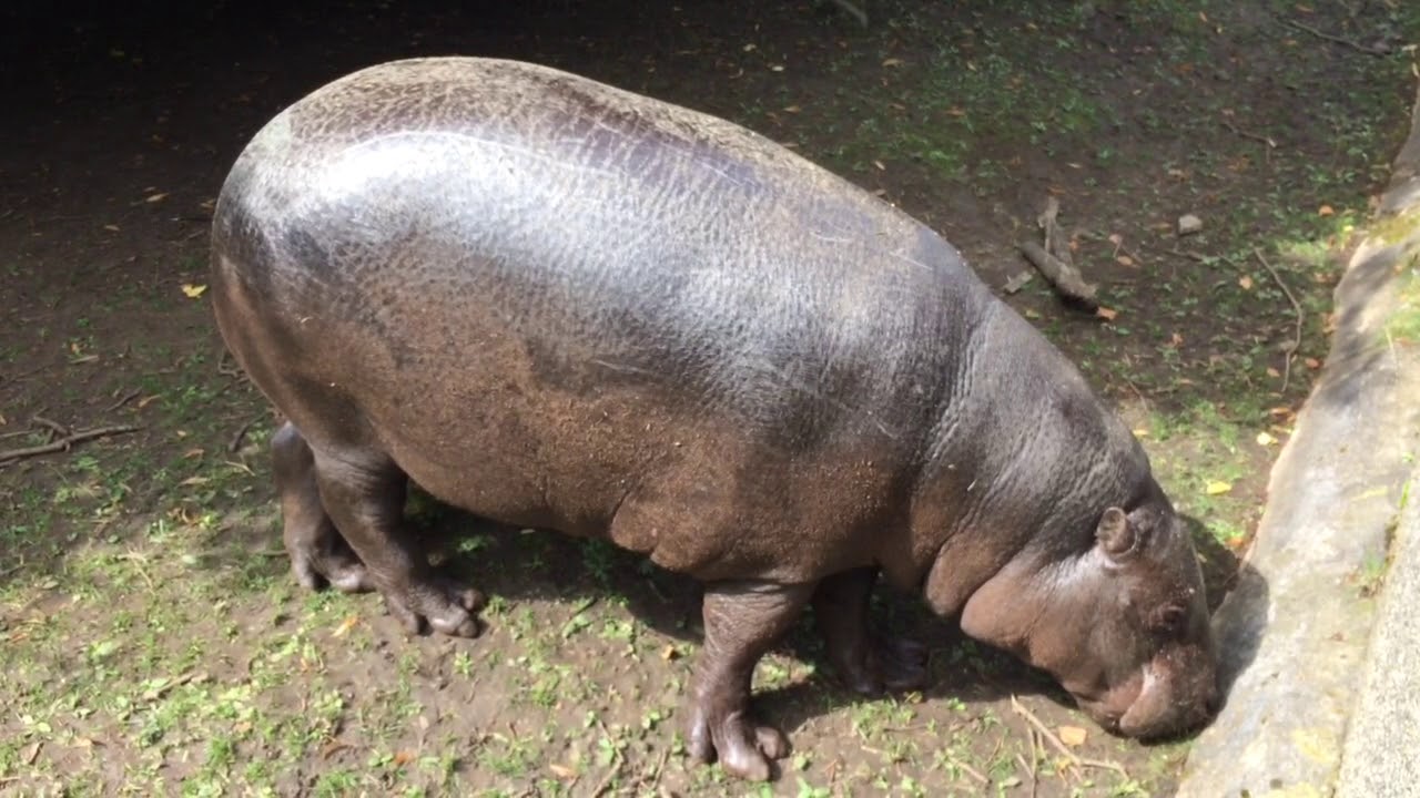 Pygmy Hippopotamus At Edinburgh Zoo - YouTube