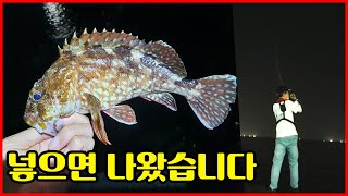 야간 갯바위 지그헤드로 마릿수 손맛 볼수있는 루어낚시