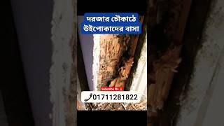 #দরজার #চৌকাঠে #উইপোকাদের বাসা #termitecontrol #pestcontrol #তেলাপোকা #reelsviral #islamic #hasbirab