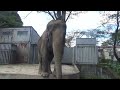 2021.9.7 宇都宮動物園☆象の宮子ちゃん_01