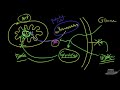 diabetic ketoacidosis dka explained clearly diabetes complications