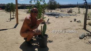 How to propagate prickly pear #pricklypear