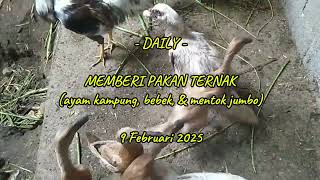 Memberi Pakan Ternak (ayam kampung, bebek,  \u0026 mentok jumbo) - 9 Februari 2025