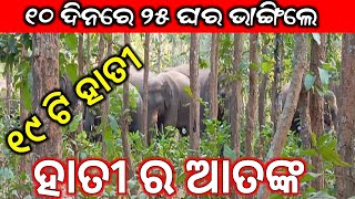 ହାତୀ ର ଆତଙ୍କ | ପୁଣି ୧୯ ଟି ବଣୁଆ ହାତୀ ଗାଁ ମୁହାଁ | Drsarathi odia