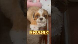 そばでいつもみているよ　#dog #shihtzu #fyp #シーズー #犬のいる暮らし