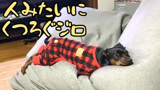 【ミニピン】色々癖が強いジロ【ミニチュアピンシャー】