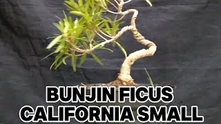 BUNJIN FICUS ATAU BERINGIN CALIFORNIA