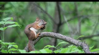 Dinnertime for a Red Squirrel