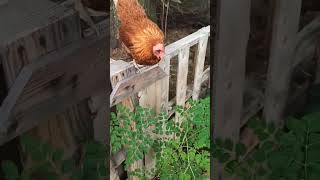 Chickens Escaping Pig Pen