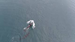 Orca hunting black guillemot and left it hurt