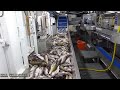 unbelievable big catch fishing in the deep sea with big boat. frozen fish cutting processing line