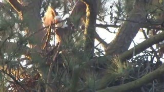 DAD NORFOLK:  Dad tries to move a large stick 12/9/15