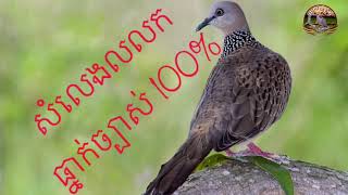 សំលេងលលកធ្នាក់ច្បាស់ល្អ100% Terkukur good 100%