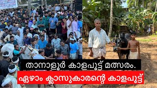 താനാളൂർ കാളപൂട്ട് മത്സരം. || കാളപൂട്ട് ചരിത്രം സൃഷ്ടിച്ച പതിമൂന്നുകാരൻ.