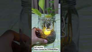 [short]如何製作可愛的大象水養盆栽小燈? How to make a cute elephant aquatic potted plant lamp?