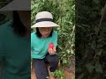 芒果蜜番茄甜蜜多汁，春天赶紧种一些吧 蔬菜种子 西红柿种植 西红柿种子 西红柿 种菜【我爱种菜家园】