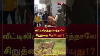 வீட்டிலிருந்து பார்த்தாலே சிறுத்தை தெரியுது!? | ஓசூர்| #cheetah | #hosur | #shorts