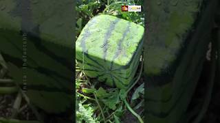 इस एक तरबूज की कीमत लाखों में है 😲🔥  Square watermelon #facts #shorts #ytshorts #nature